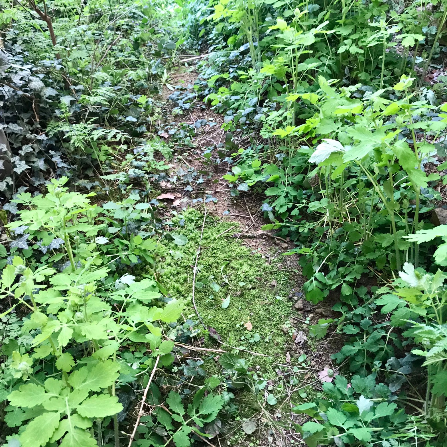 quand la nature reprend ses droits